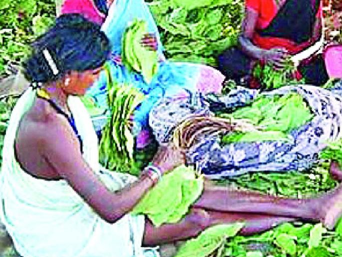 Tandu Auction is being rolled out in five thousand | पाच हजारात गुंडाळले जाताहेत तेंदू लिलाव Tandu Auction is being rolled out in five thousand | पाच हजारात गुंडाळले जाताहेत तेंदू लिलाव