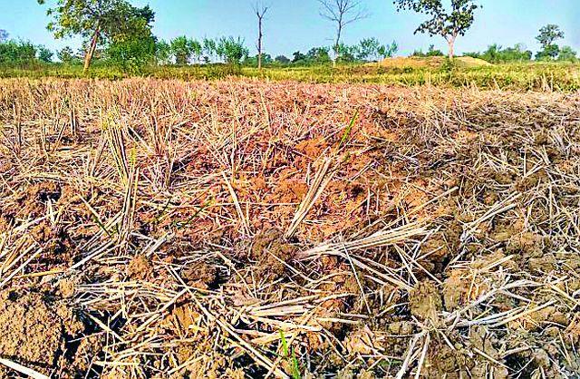 Farmer's trend has increased in soil testing | मृदा चाचणीकडे वाढला शेतकऱ्यांचा कल Farmer's trend has increased in soil testing | मृदा चाचणीकडे वाढला शेतकऱ्यांचा कल