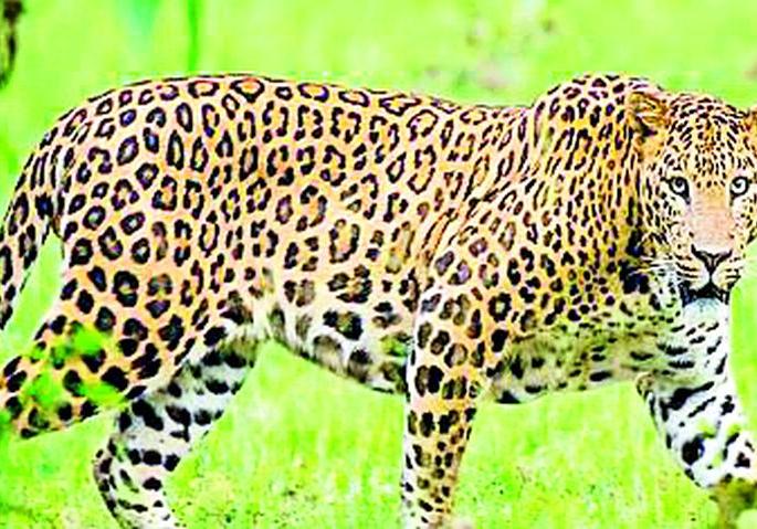 Success in capturing 'that' leopard | ‘त्या’ बिबट्याला जेरबंद करण्यात अखेर यश Success in capturing 'that' leopard | ‘त्या’ बिबट्याला जेरबंद करण्यात अखेर यश