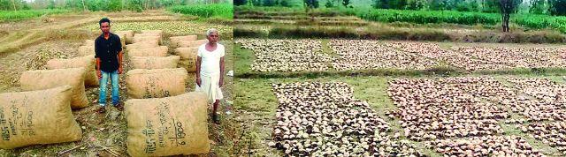 In many villages, illegal tendon boards | अनेक गावात अवैध तेंदू फळ्या In many villages, illegal tendon boards | अनेक गावात अवैध तेंदू फळ्या