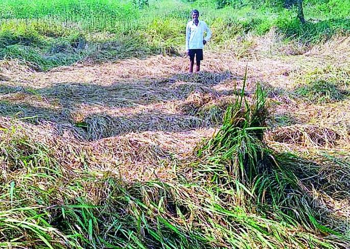 Farmers' Diwali Gad due to compensation; The district got 2 crore 70 lakhs | नुकसान भरपाईमुळे शेतकऱ्यांची दिवाळी गाेड; जिल्ह्याला मिळाले २ कोटी ७० लाख Farmers' Diwali Gad due to compensation; The district got 2 crore 70 lakhs | नुकसान भरपाईमुळे शेतकऱ्यांची दिवाळी गाेड; जिल्ह्याला मिळाले २ कोटी ७० लाख