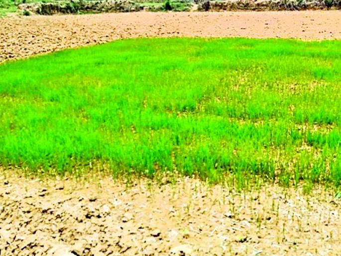 Tell me, Bholanath, will it rain? Farmers worried over rains | सांग सांग भोलानाथ पाऊस पडेल काय? पावसाने ओढ दिल्याने शेतकरी चिंतातूर Tell me, Bholanath, will it rain? Farmers worried over rains | सांग सांग भोलानाथ पाऊस पडेल काय? पावसाने ओढ दिल्याने शेतकरी चिंतातूर