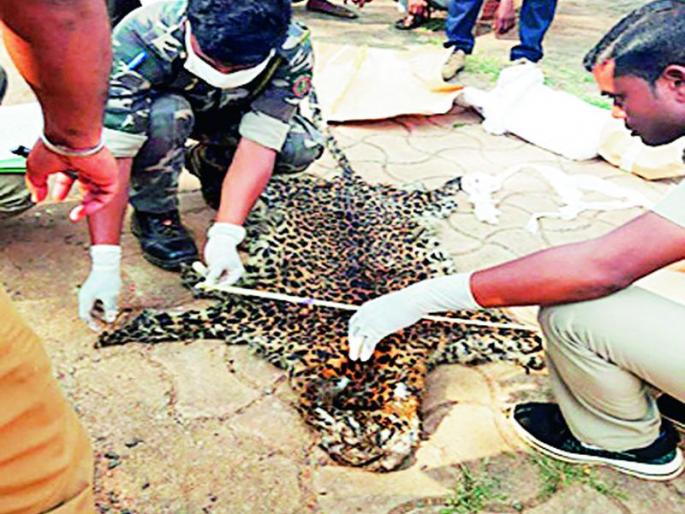 14 tiger claws, 4 teeth and no jaw were found | वाघाचे १४ नखे, ४ दात व जबडाही मिळाला नाही 14 tiger claws, 4 teeth and no jaw were found | वाघाचे १४ नखे, ४ दात व जबडाही मिळाला नाही