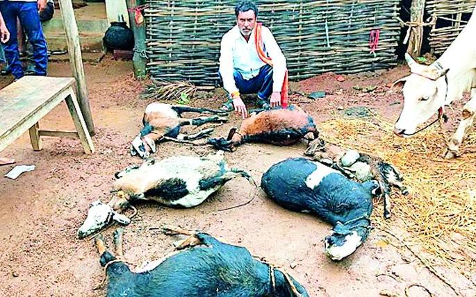 Hunting for 5 goats by the cats | बिबट्याने केली ६ बकऱ्यांची शिकार Hunting for 5 goats by the cats | बिबट्याने केली ६ बकऱ्यांची शिकार