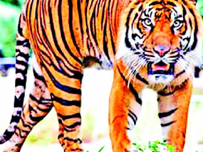 Waghacha Dhamkul in Shivramtalla-Bharoni area | शिवरामटोला-भरनोली परिसरात वाघाचा धुमाकुळ Waghacha Dhamkul in Shivramtalla-Bharoni area | शिवरामटोला-भरनोली परिसरात वाघाचा धुमाकुळ