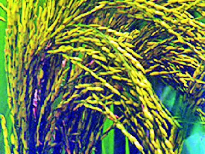 There is only 200 rupees increase in the four years of funding | धानाच्या हमीभावात चार वर्षांत केवळ २०० रुपयांनी वाढ There is only 200 rupees increase in the four years of funding | धानाच्या हमीभावात चार वर्षांत केवळ २०० रुपयांनी वाढ