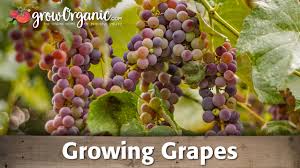 The vineyards in the Sapphire are in trouble due to the dust | धुळीमुळे निळवंडीतील द्राक्षबागा संकटात