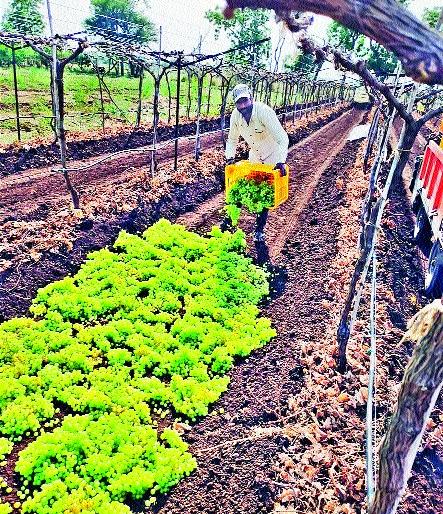 Exportable grapes cut into the garden! | निर्यातक्षम द्राक्षे तोडून टाकली बागेत !