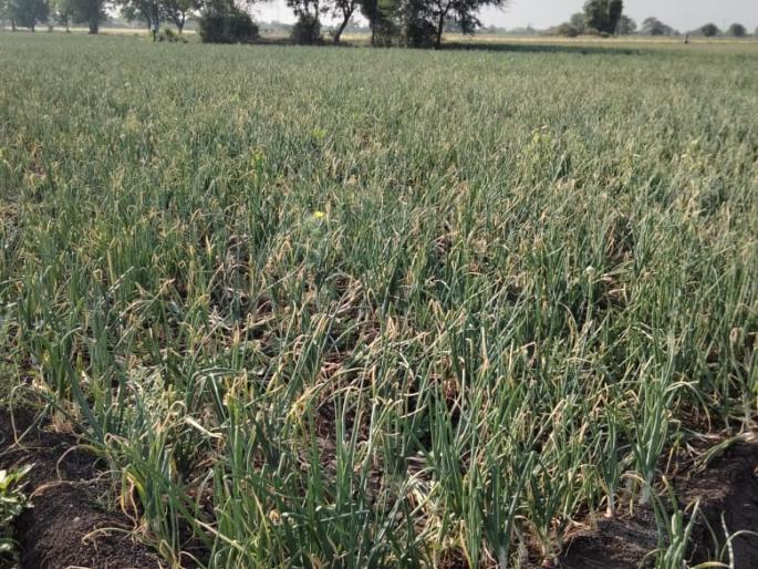 Fear of declining summer onion production in Yeola taluka this year | येवला तालुक्यात यंदा उन्हाळी कांद्याचे उत्पादन घटण्याची भीती Fear of declining summer onion production in Yeola taluka this year | येवला तालुक्यात यंदा उन्हाळी कांद्याचे उत्पादन घटण्याची भीती