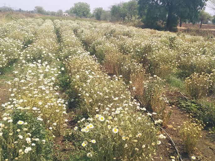 Flowers farming in trouble | उन्हाने फुलशेती कोमेजली Flowers farming in trouble | उन्हाने फुलशेती कोमेजली