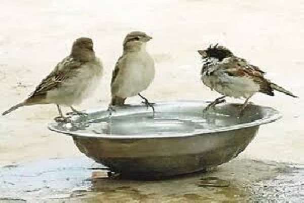 Seedling for cattle! | पशुपक्ष्यांसाठी दाणा-पाण्याची सोय!