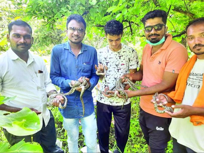 Artificially hatched python eggs give birth to 16 chicks | अजगराची अंडी कृत्रिमरित्या उबवून १६ पिल्लांचा जन्म Artificially hatched python eggs give birth to 16 chicks | अजगराची अंडी कृत्रिमरित्या उबवून १६ पिल्लांचा जन्म
