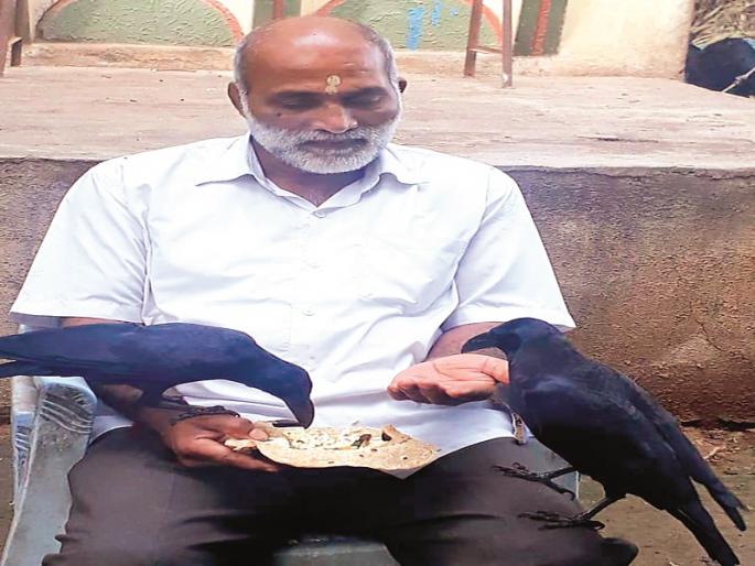 The crow sits on the loin | मांडीवर बसून जेवतो कावळा The crow sits on the loin | मांडीवर बसून जेवतो कावळा