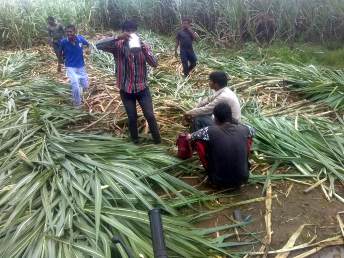 Yesterday, to spend in sugarcane area in Kuralp area | कुरळप परिसरातील ऊस कर्नाटकात घालविण्याकडे कल Yesterday, to spend in sugarcane area in Kuralp area | कुरळप परिसरातील ऊस कर्नाटकात घालविण्याकडे कल