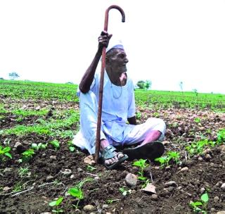 Baliraja is worried due to the erratic nature of the rain | पावसाच्या लहरीपणामुळे बळीराजा चिंतेत Baliraja is worried due to the erratic nature of the rain | पावसाच्या लहरीपणामुळे बळीराजा चिंतेत