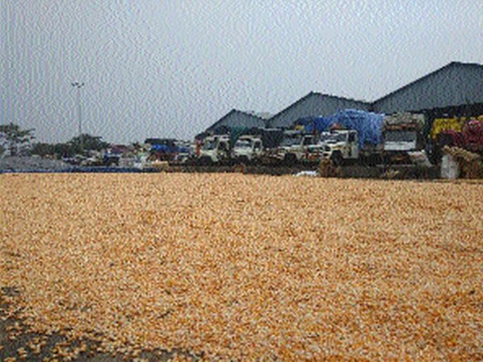 Lasalgaavi rains to beaked maize | लासलगावी पावसाने मका भिजला Lasalgaavi rains to beaked maize | लासलगावी पावसाने मका भिजला