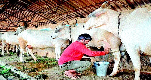 Dairy business in financial crisis | दुग्ध व्यावसायिक आर्थिक संकटात Dairy business in financial crisis | दुग्ध व्यावसायिक आर्थिक संकटात