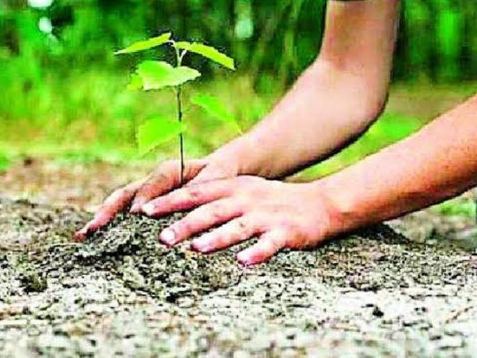 The tree of the district is rich in cropping | जिल्ह्याची वृक्ष लागवडीत कोटीची भरारी