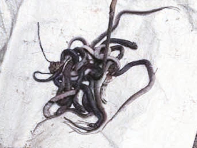 snake's home in Sarpanch's house at Hadgaon | हदगावात सरपंचाच्या घरात थाटले सापाने बिऱ्हाड