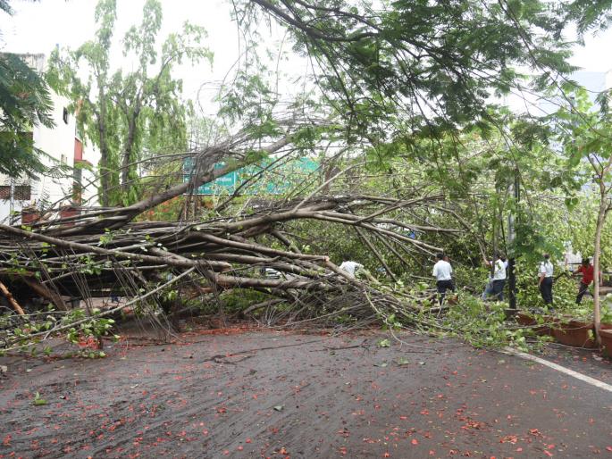 The storm knocked down 135 trees | वादळी वाऱ्याने १३५ वृक्ष कोसळले The storm knocked down 135 trees | वादळी वाऱ्याने १३५ वृक्ष कोसळले