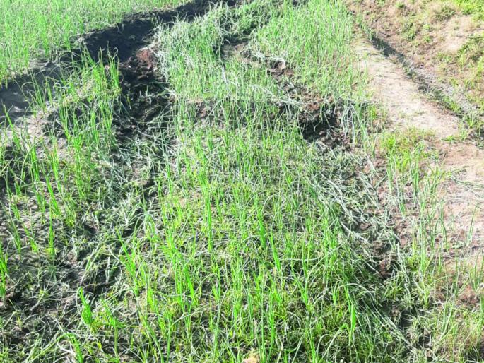 The sand smuggler's tractor went straight to the field in pursuit of the Bharari squad | भरारी पथकाच्या पाठलागाने वाळू तस्करांचा ट्रॅक्टर थेट शेतात The sand smuggler's tractor went straight to the field in pursuit of the Bharari squad | भरारी पथकाच्या पाठलागाने वाळू तस्करांचा ट्रॅक्टर थेट शेतात