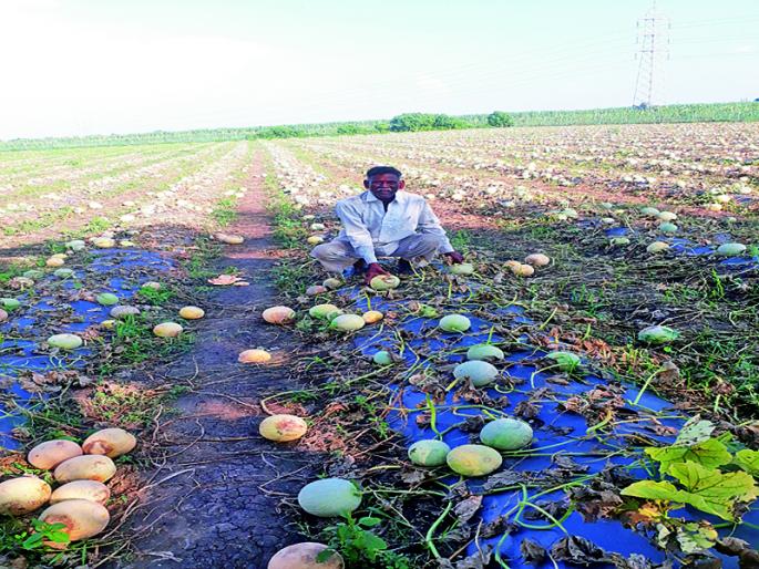 On the 'Lokmat' dam; Asmani crisis at Baliraj in Pandharpur taluka | ‘लोकमत’ बांधावर; पंढरपूर तालुक्यातील बळीराजावर अस्मानी संकट On the 'Lokmat' dam; Asmani crisis at Baliraj in Pandharpur taluka | ‘लोकमत’ बांधावर; पंढरपूर तालुक्यातील बळीराजावर अस्मानी संकट