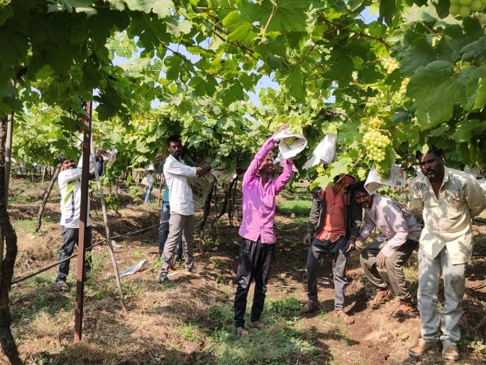 Farmers strive to save vineyards | द्राक्षबागा वाचविण्यासाठी शेतकऱ्यांची धडपड Farmers strive to save vineyards | द्राक्षबागा वाचविण्यासाठी शेतकऱ्यांची धडपड