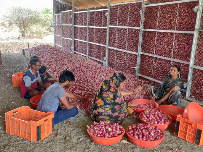Increase in production cost of onion, decrease in yield | कांद्याच्या उत्पादन खर्चात वाढ, उत्पन्नात घट