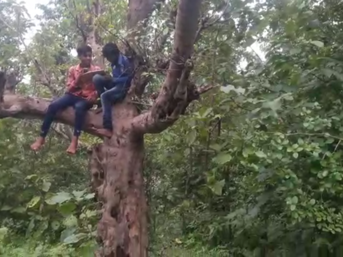 Online education on trees in rural areas | ग्रामीण भागात झाडावर आॅनलाइन शिक्षण Online education on trees in rural areas | ग्रामीण भागात झाडावर आॅनलाइन शिक्षण