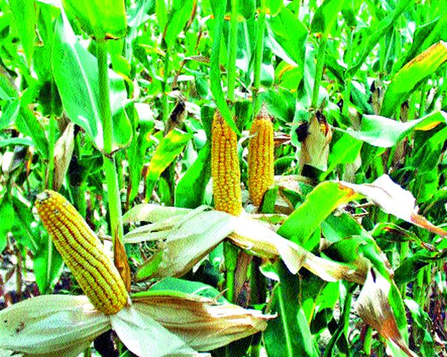 Sow the fodder for animals on the slopes area | गाळपेरा क्षेत्रावर जनावरांसाठी चारा पेरणार Sow the fodder for animals on the slopes area | गाळपेरा क्षेत्रावर जनावरांसाठी चारा पेरणार