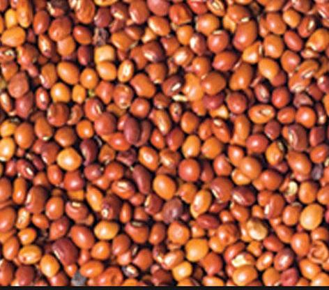 Parbhani: The limit of 19 quintals for purchasing tur | परभणी : हमीभावाने तूर खरेदीला १९ क्विंटलची मर्यादा