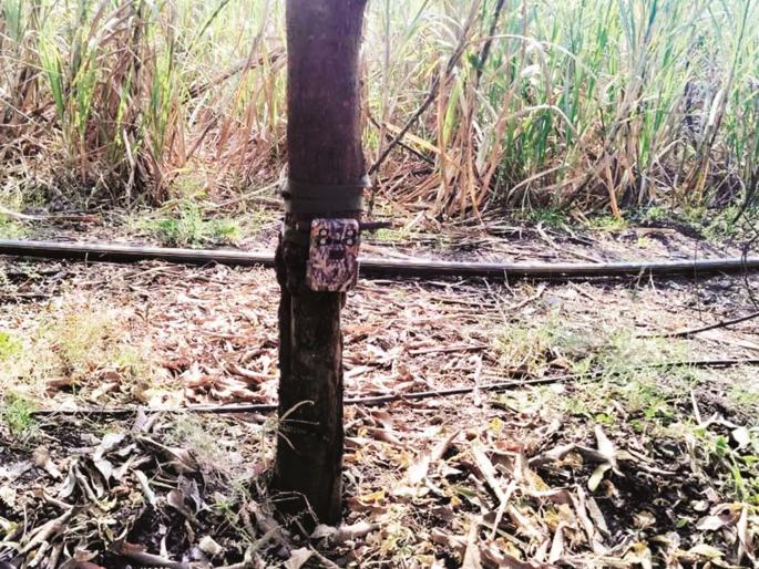 Forest department on leopard's trail after cattle raid, installs three trap cameras | Parabhani: जनावरांचा फडशा पाडल्यानंतर वन विभाग बिबट्याच्या मागावर, बसविले ट्रॅप कॅमेरे Forest department on leopard's trail after cattle raid, installs three trap cameras | Parabhani: जनावरांचा फडशा पाडल्यानंतर वन विभाग बिबट्याच्या मागावर, बसविले ट्रॅप कॅमेरे