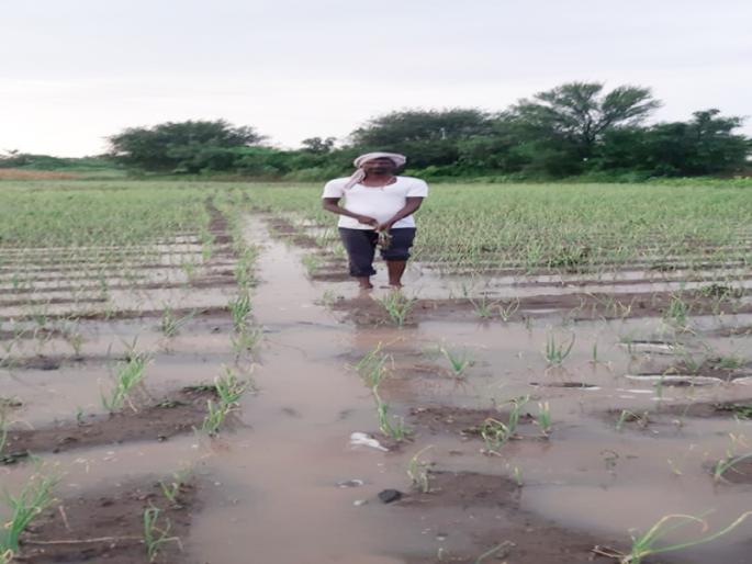 'On Lokmat Bandh'; Time to look at the rotten onion | ‘लोकमत बांधावर’; सडलेला कांदा बघायची आली वेळ