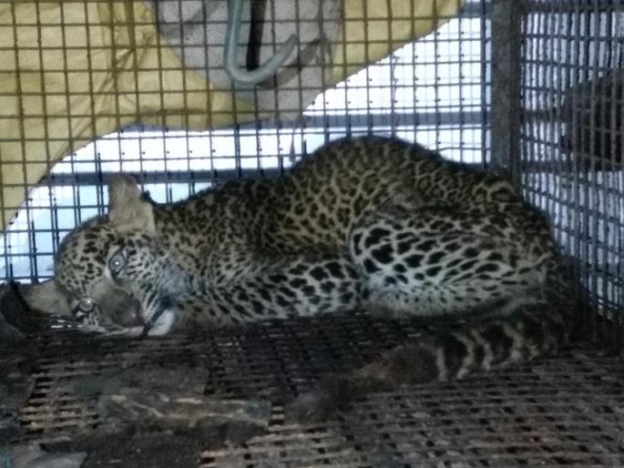 The leopard pierced in the house of Chiplun | चिपळुणात घरात घुसलेला बिबट्या जेरबंद