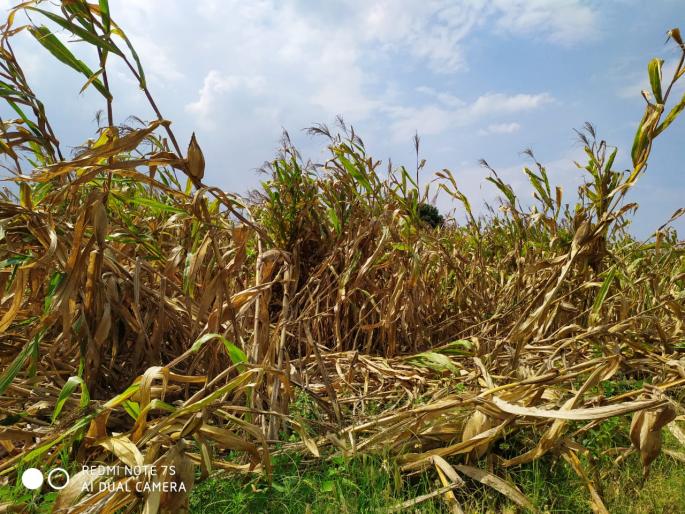 Loss of kharif season in Saigaon area | सायगाव परिसरात खरीप हंगाम तोट्यात Loss of kharif season in Saigaon area | सायगाव परिसरात खरीप हंगाम तोट्यात