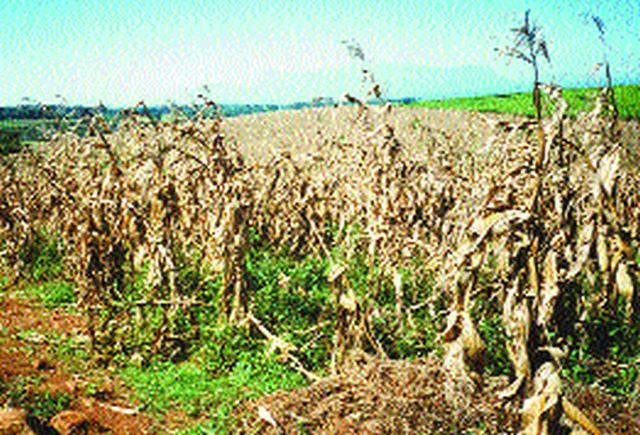 The central committee will deal with the drought | केंद्रीय समिती दुष्काळी पाहणी करणार The central committee will deal with the drought | केंद्रीय समिती दुष्काळी पाहणी करणार