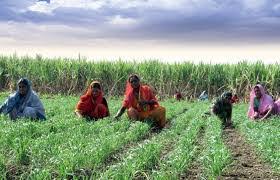 Rain exposure, speed up farming | पावसाची उघडीप, शेतकामांना वेग Rain exposure, speed up farming | पावसाची उघडीप, शेतकामांना वेग