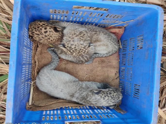 All the three cubs in Bambavade were finally taken away by the female leopard, video shooting by forest department | बांबवडेतील तिन्ही बछड्यांना अखेर बिबट्याच्या मादीने नेले, वनविभागाकडून व्हिडीओ चित्रीकरण All the three cubs in Bambavade were finally taken away by the female leopard, video shooting by forest department | बांबवडेतील तिन्ही बछड्यांना अखेर बिबट्याच्या मादीने नेले, वनविभागाकडून व्हिडीओ चित्रीकरण