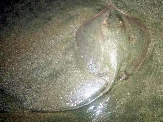 Sindhudurg: Good sign for goat fishery, transplanting on fish coastline | सिंधुदुर्ग : शेळ लागणे मासेमारीसाठी शुभ संकेत, मासळीचे किनारपट्टीवर होते स्थलांतर Sindhudurg: Good sign for goat fishery, transplanting on fish coastline | सिंधुदुर्ग : शेळ लागणे मासेमारीसाठी शुभ संकेत, मासळीचे किनारपट्टीवर होते स्थलांतर