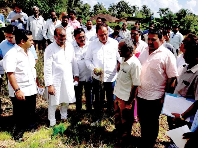 Ashish Shelar testifies of immediate loss to farmers | शेतकऱ्यांना तत्काळ नुकसान भरपाई, आशिष शेलार यांची ग्वाही Ashish Shelar testifies of immediate loss to farmers | शेतकऱ्यांना तत्काळ नुकसान भरपाई, आशिष शेलार यांची ग्वाही