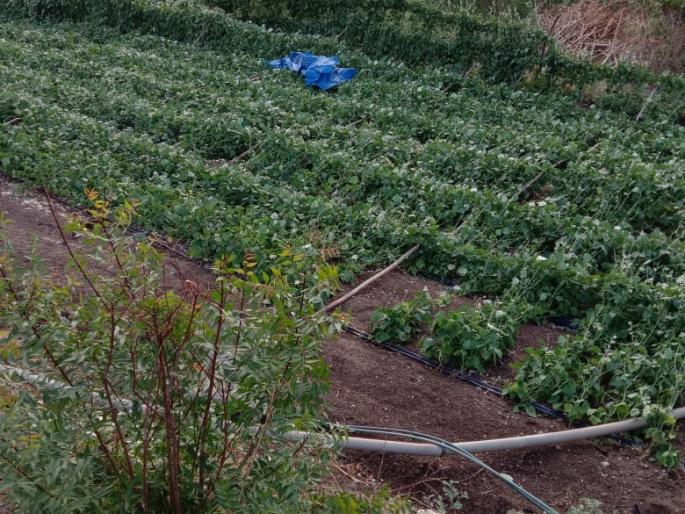 The cyclone disrupted public life | चक्रीवादळाने जनजीवन विस्कळीत The cyclone disrupted public life | चक्रीवादळाने जनजीवन विस्कळीत