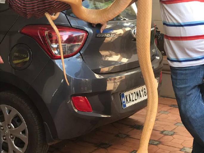 Colorless rare dandruff found in Belgaon | बेळगावात आढळला रंगहीन दुर्मिळ धामण सर्प Colorless rare dandruff found in Belgaon | बेळगावात आढळला रंगहीन दुर्मिळ धामण सर्प