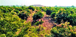 Early in the morning, Keshar, Hauposh, on the ground | ंदुष्काळी माळावर केशर, हापूस दरवळला Early in the morning, Keshar, Hauposh, on the ground | ंदुष्काळी माळावर केशर, हापूस दरवळला