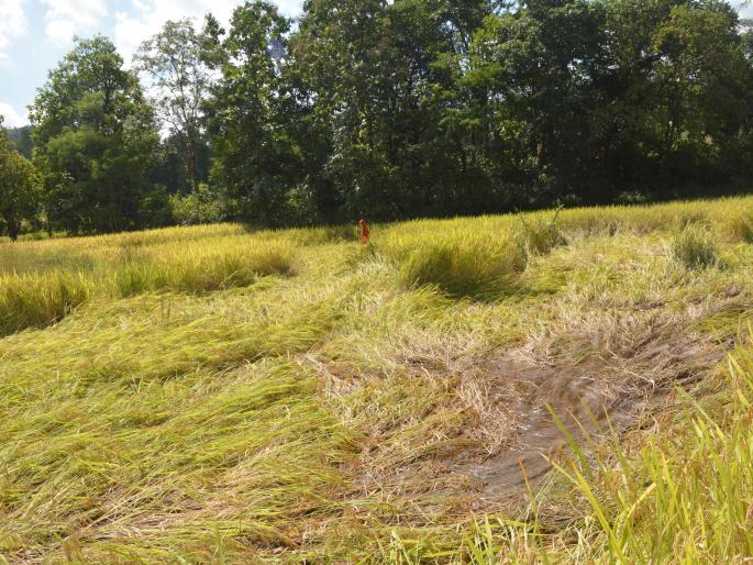  Farmers deprived of their receipts due to the indirectness of the crop insurance company | पिक विमा कंपनीच्या पावत्या पासून शेतकरी वंचित