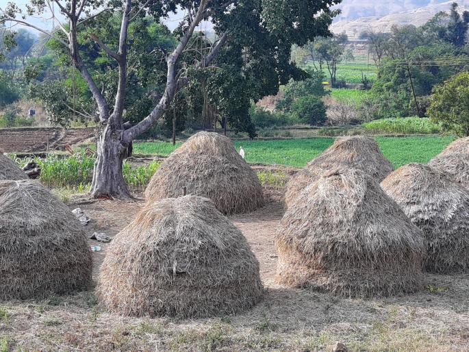 Paddy Butter planted for fragrant rice | सुवासिक तांदळासाठी लावले भाताचे बुचार, पोत सुधारण्यास मदत Paddy Butter planted for fragrant rice | सुवासिक तांदळासाठी लावले भाताचे बुचार, पोत सुधारण्यास मदत