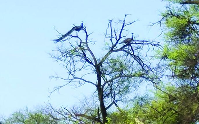 World Environment Day: Environmental conservation needs time | World Environment Day : पर्यावरण संवर्धन काळाची गरज World Environment Day: Environmental conservation needs time | World Environment Day : पर्यावरण संवर्धन काळाची गरज