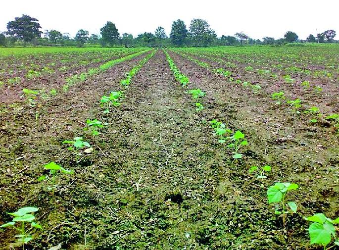 80 percent of sowing has been done | ८० टक्के पेरण्या आटोपल्या 80 percent of sowing has been done | ८० टक्के पेरण्या आटोपल्या