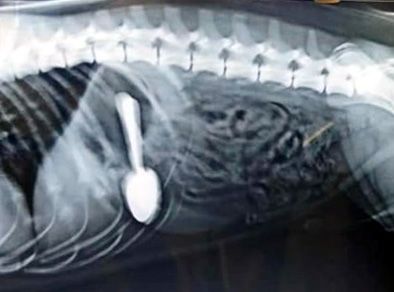 Bruno swallowed the spoon .. and havoc in family | ‘ब्रुनो’ने गिळला चमचा.. आणि उडाली तारांबळ Bruno swallowed the spoon .. and havoc in family | ‘ब्रुनो’ने गिळला चमचा.. आणि उडाली तारांबळ