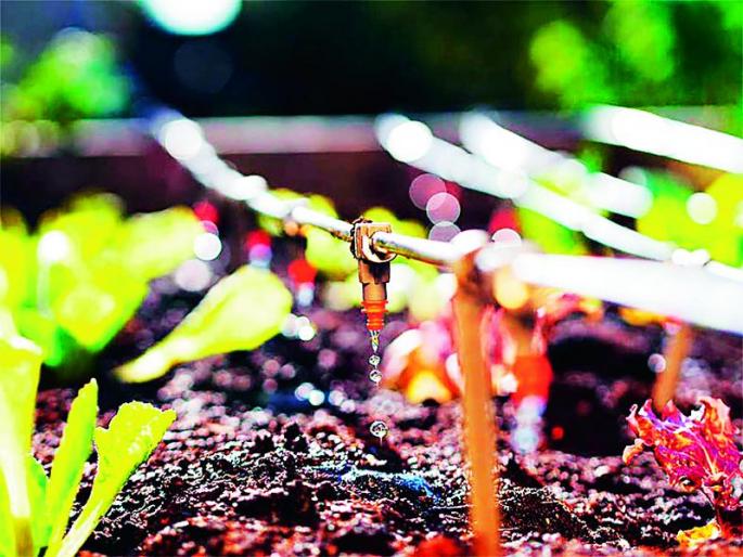 2 thousand 731 farmers in the district got drip, sprinkler set grant | जिल्ह्यातील २ हजार ७३१ शेतकऱ्यांना मिळाले ठिबक, तुषार संचाचे अनुदान 2 thousand 731 farmers in the district got drip, sprinkler set grant | जिल्ह्यातील २ हजार ७३१ शेतकऱ्यांना मिळाले ठिबक, तुषार संचाचे अनुदान