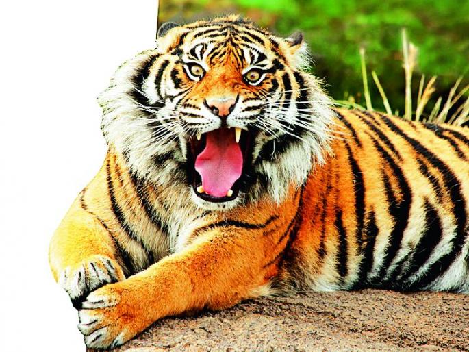 In seven and a half years, 19 bibs and two tigers have died | साडेसात वर्षांत १९ बिबट अन् दोन वाघांचा मृत्यू In seven and a half years, 19 bibs and two tigers have died | साडेसात वर्षांत १९ बिबट अन् दोन वाघांचा मृत्यू